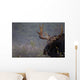 Moose, Algonquin Provincial Park, Ontario Wall Mural