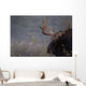 Moose, Algonquin Provincial Park, Ontario Wall Mural