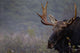 Moose, Algonquin Provincial Park, Ontario Wall Mural