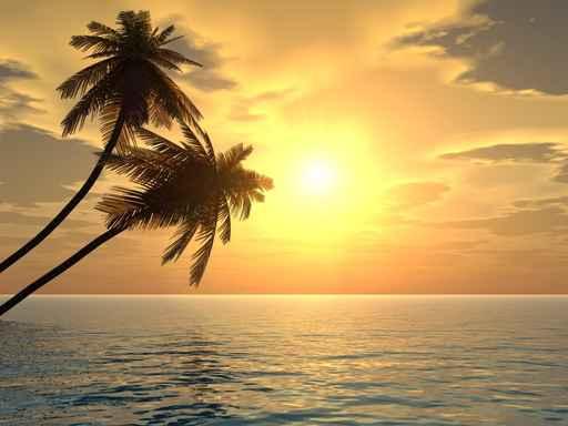 Palms Sunset2 Wall Decal