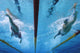 Swimming Action Wall Mural