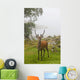 A Deer Stands In A Foggy Meadow By The Water's Edge Wall Mural
