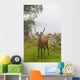 A Deer Stands In A Foggy Meadow By The Water's Edge Wall Mural