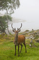 A Deer Stands In A Foggy Meadow By The Water's Edge Wall Mural