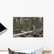 Snow Covered Trees In Cathedral Grove Near Port Alberni Wall Mural