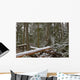 Snow Covered Trees In Cathedral Grove Near Port Alberni Wall Mural