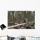 Snow Covered Trees In Cathedral Grove Near Port Alberni Wall Mural