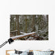 Snow Covered Trees In Cathedral Grove Near Port Alberni Wall Mural