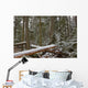 Snow Covered Trees In Cathedral Grove Near Port Alberni Wall Mural