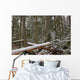 Snow Covered Trees In Cathedral Grove Near Port Alberni Wall Mural