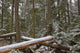 Snow Covered Trees In Cathedral Grove Near Port Alberni Wall Mural