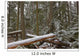 Snow Covered Trees In Cathedral Grove Near Port Alberni Wall Mural