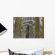 Snow Covered Trees In Cathedral Grove Near Port Alberni Wall Mural