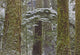 Snow Covered Trees In Cathedral Grove Near Port Alberni Wall Mural