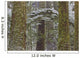 Snow Covered Trees In Cathedral Grove Near Port Alberni Wall Mural