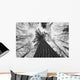 Black And White Image Of A Large White Pine In Algonquin Park, Ontario Wall Mural