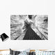 Black And White Image Of A Large White Pine In Algonquin Park, Ontario Wall Mural