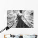 Black And White Image Of A Large White Pine In Algonquin Park, Ontario Wall Mural