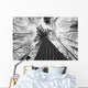 Black And White Image Of A Large White Pine In Algonquin Park, Ontario Wall Mural