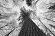 Black And White Image Of A Large White Pine In Algonquin Park, Ontario Wall Mural
