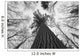 Black And White Image Of A Large White Pine In Algonquin Park, Ontario Wall Mural