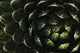 Bolivian Plant In Late Afternoon Light Wall Mural
