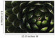 Bolivian Plant In Late Afternoon Light Wall Mural
