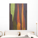 Rainbow Eucalyptus Bark, Close-Up, Kauai, Hawaii Wall Mural