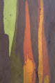 Rainbow Eucalyptus Bark, Close-Up, Kauai, Hawaii Wall Mural