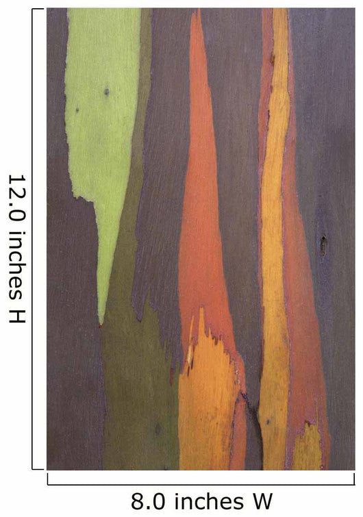 Rainbow Eucalyptus Bark, Close-Up, Kauai, Hawaii Wall Mural