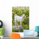 Goat In A Field On The Site Of Ancient Patara, Lycian Coast, Turkey Wall Mural