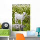 Goat In A Field On The Site Of Ancient Patara, Lycian Coast, Turkey Wall Mural
