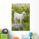 Goat In A Field On The Site Of Ancient Patara, Lycian Coast, Turkey Wall Mural