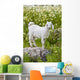 Goat In A Field On The Site Of Ancient Patara, Lycian Coast, Turkey Wall Mural