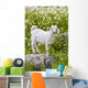 Goat In A Field On The Site Of Ancient Patara, Lycian Coast, Turkey Wall Mural
