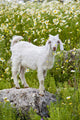 Goat In A Field On The Site Of Ancient Patara, Lycian Coast, Turkey Wall Mural