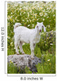 Goat In A Field On The Site Of Ancient Patara, Lycian Coast, Turkey Wall Mural