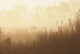 Fields Of Tall Grass In The Mist At Sunrise, Simcoe, Ontario Wall Mural