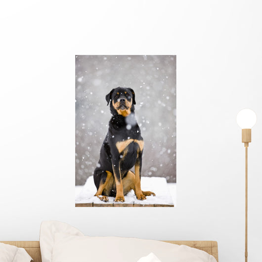 Female Rottweiler Sitting On Top Of A Picnic Table During A Snow Storm Wall Mural