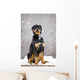 Female Rottweiler Sitting On Top Of A Picnic Table During A Snow Storm Wall Mural