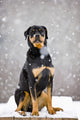 Female Rottweiler Sitting On Top Of A Picnic Table During A Snow Storm Wall Mural