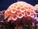 Underwater Series Wall Decal