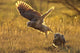 Immature Great Horned Owls Backlit In A Grass Field, Saskatchewan Wall Mural