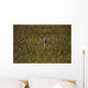 Mule Deer In Wheat Field, Saskatchewan Wall Mural