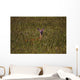 Mule Deer In Wheat Field, Saskatchewan Wall Mural