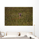 Mule Deer In Wheat Field, Saskatchewan Wall Mural
