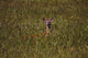 Mule Deer In Wheat Field, Saskatchewan Wall Mural