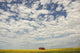 Old Abandoned Red Barn In The Midst Of A Canola Field Wall Mural