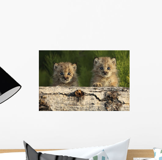 Canadian Lynx Kittens Looking Over A Log, Alaska Wall Mural