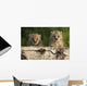 Canadian Lynx Kittens Looking Over A Log, Alaska Wall Mural